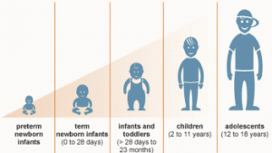 adulthood development stages